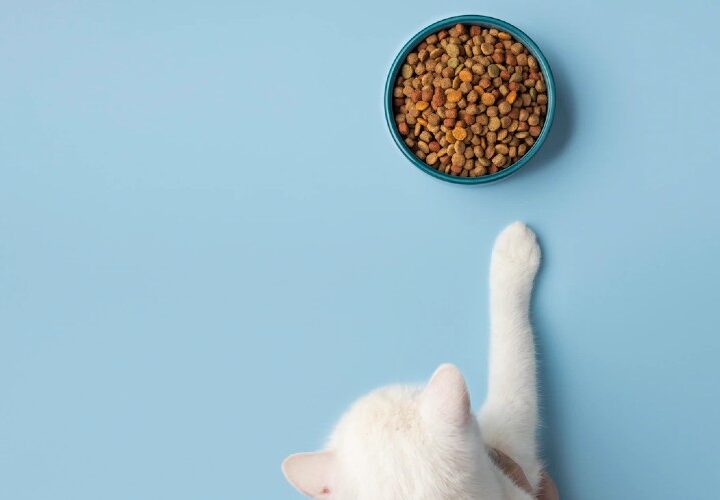 ¿Cómo alimentar a un gato?