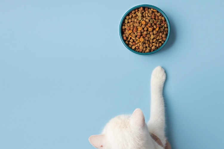 ¿Cómo alimentar a un gato?
